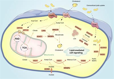 The Role of Lipid Metabolism in Gastric Cancer